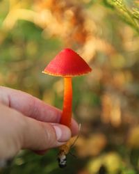 Close-up of hand holding mushroom