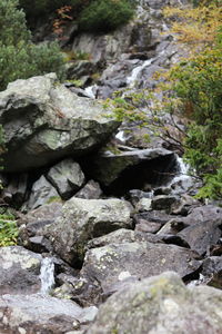 Rocks by stream in forest