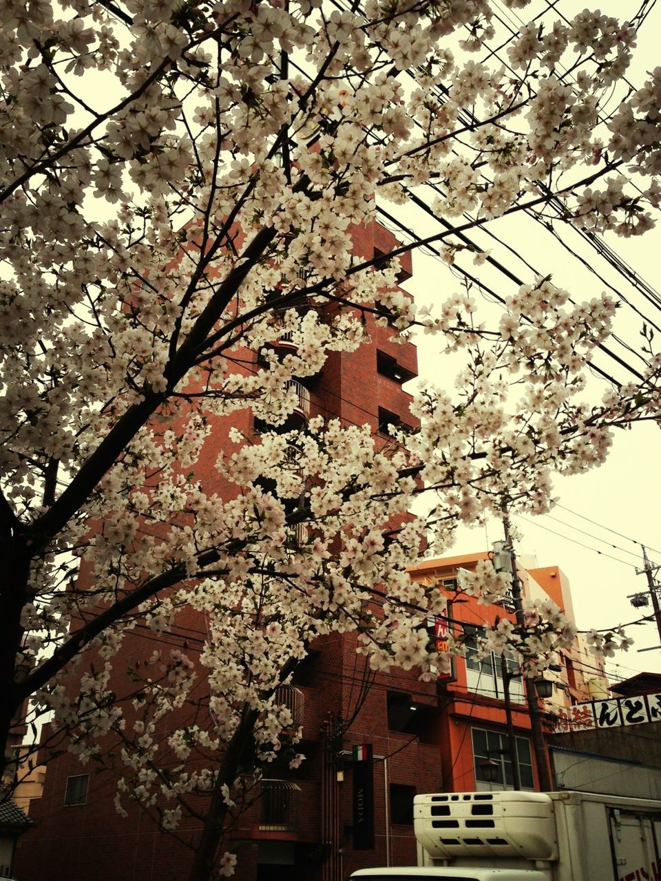 low angle view, tree, building exterior, architecture, branch, built structure, city, growth, sky, flower, building, day, outdoors, clear sky, street light, city life, bare tree, no people, nature, cherry blossom