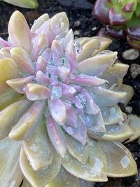 High angle view of wet purple flowering plant