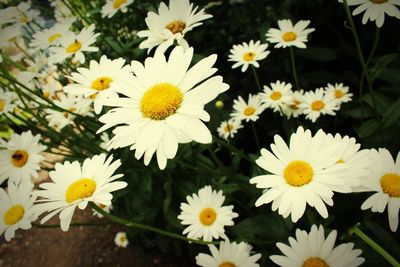 Close-up of white daisy flowers