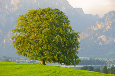 Tree on field against sky