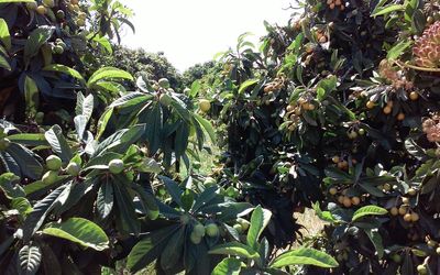 Leaves growing on tree