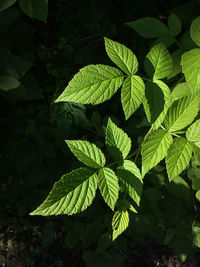 High angle view of green leaves on plant