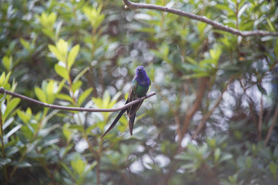 Bird perching on a branch