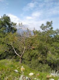 Plants growing on land against sky