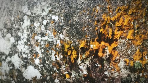 Close-up of lichen on rock