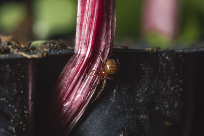 Close-up of insect on leaf