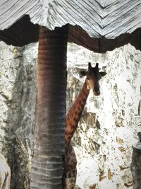 Cat on tree trunk