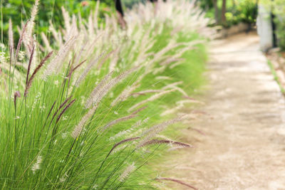 Close-up of fresh green plant