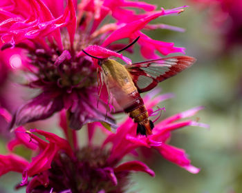 Close-up of butterfly pollinating on pink flower