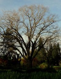 Bare trees by lake