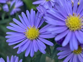 Close-up of purple flowering plants