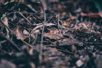 Close-up of dried autumn leaves on land