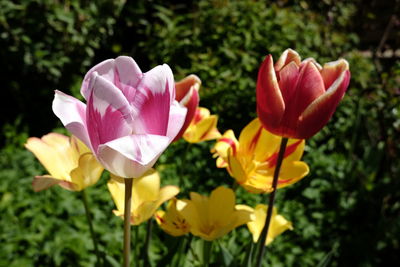 Close-up of pink flowering plants on field