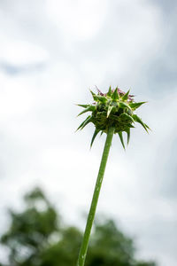 Close-up of flowering plant