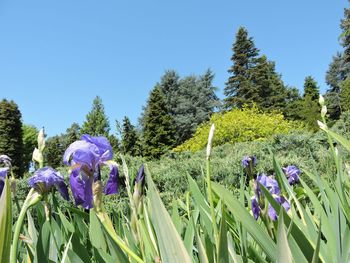 Purple flowering plants and trees on field against sky