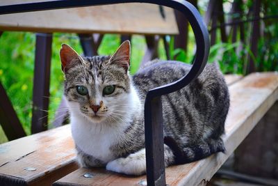 Close-up portrait of cat