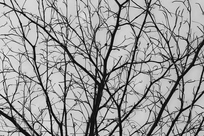 Low angle view of bare tree against sky