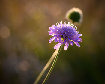 Close-up of purple flowering plant