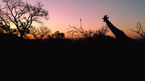 Silhouette trees against sky during sunset