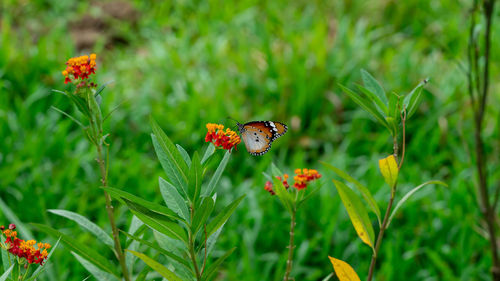 Close-up of butterfly pollinating on flower