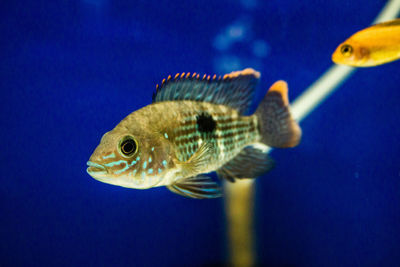 Close-up of fish underwater