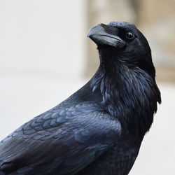 Portrait of a raven 