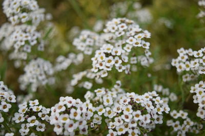 Close-up of flowers blooming outdoors