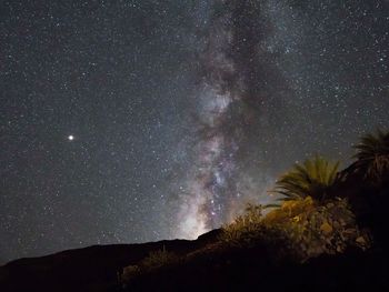 Low angle view of silhouette plants against star field at night