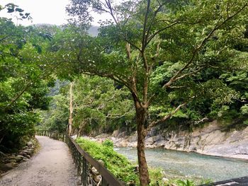 Scenic view of trees by plants