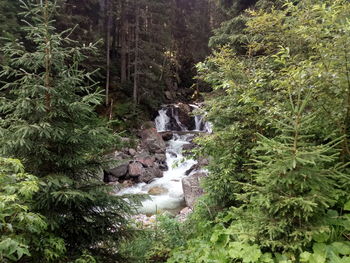 Scenic view of waterfall in forest