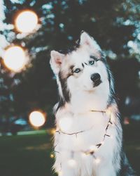 Close-up portrait of dog