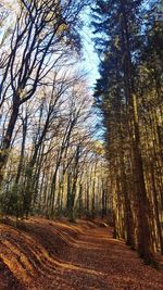 Dirt road amidst trees in forest