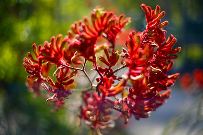 Close-up of red flowering plant