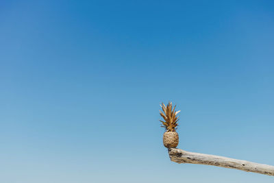 Low angle view of palm tree against clear blue sky