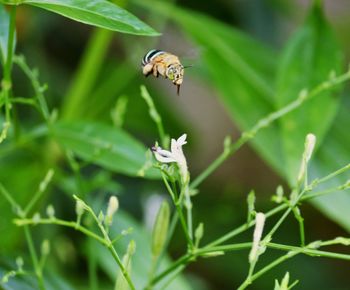 Close-up of insect on flower