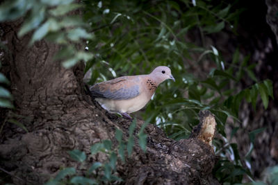 Close-up of bird perching on tree
