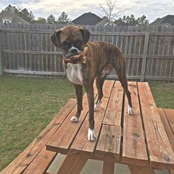 Dog on wood against sky