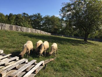 Sheep grazing on field