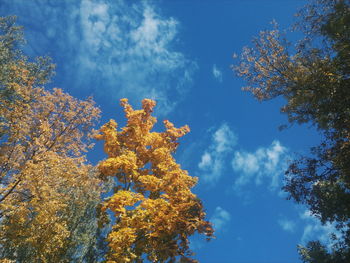 Low angle view of tree against cloudy sky