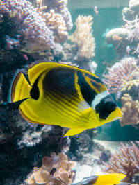 Close-up of fish swimming in sea