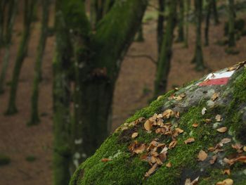 Close-up of mushroom growing on tree trunk