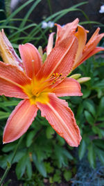 Close-up of orange day lily