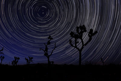 Low angle view of silhouette trees against sky at night