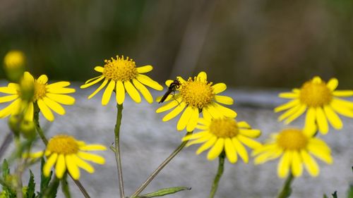 Close-up of yellow flowering plant