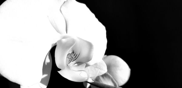 Close-up of white rose against black background