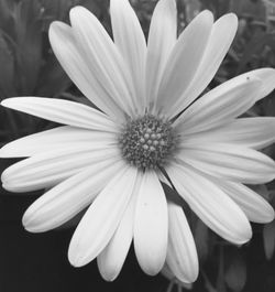 Close-up of daisy flowers