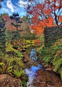 Reflection of trees in forest