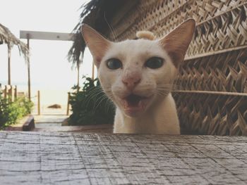 Close-up portrait of cat